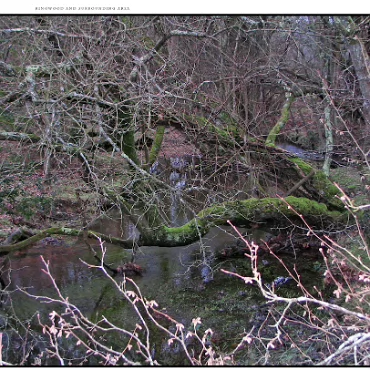 Ringwood, Hampshire, UK Nestled at the edge (now) of the New Forest, Ringwood is my home town in the UK